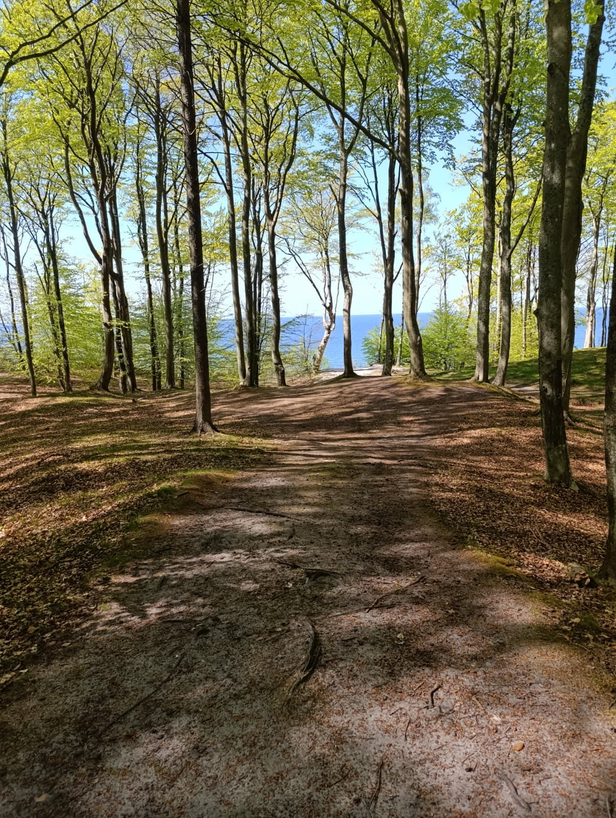 Leśna ścieżka do morza wiosną